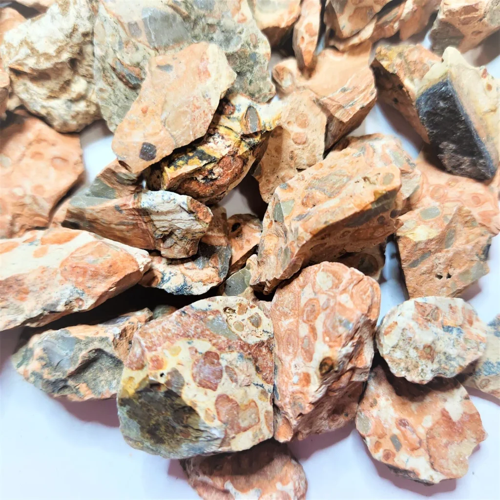 raw rough leopardite stones displaying spotted orbicular leopard skin patterns for lapidary cutting and tumbling.