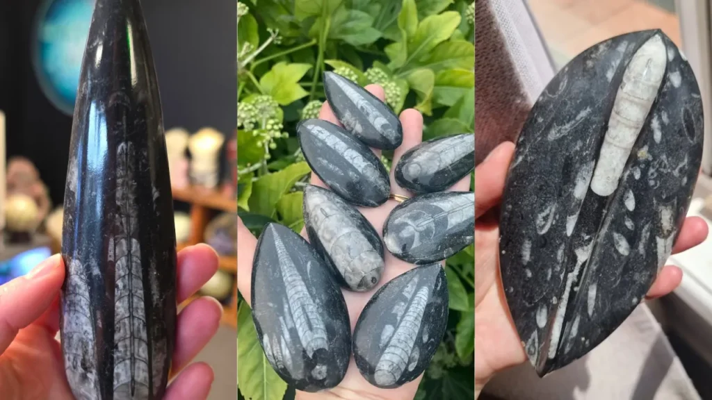 Leopard Skin Jasper