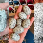 kiwi jasper
