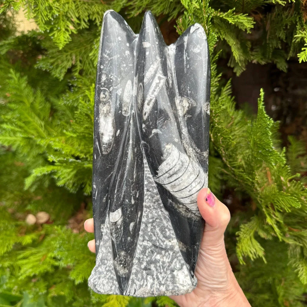 Natural Orthoceras fossil multi-point standing tower sculpture displaying white prehistoric cephalopod chambers in black limestone for home decor and grounding.