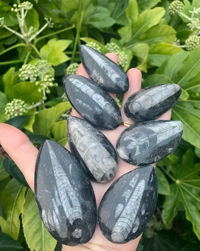 Natural polished teardrop Orthoceras fossil palm stones displaying white internal chamber segments for grounding and meditation.