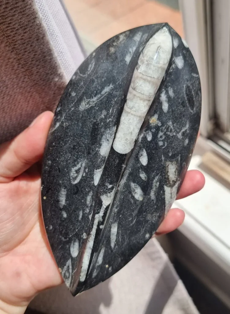 Polished oval Orthoceras fossil display plaque showing prehistoric nautiloid cephalopod chambers for grounding, transformation, and home decor.